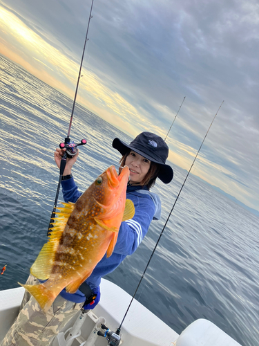 アコウの釣果