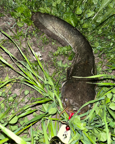 ナマズの釣果