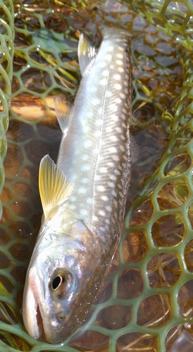 アメマスの釣果