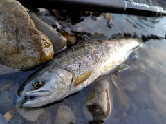 アマゴの釣果