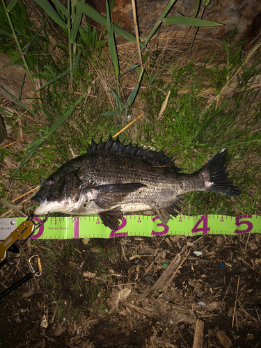 クロダイの釣果