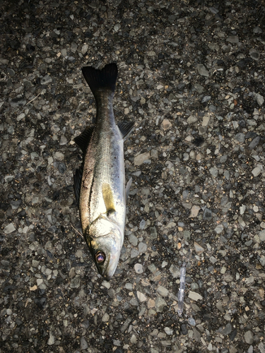 セイゴ（マルスズキ）の釣果