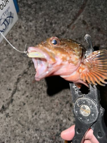 カサゴの釣果