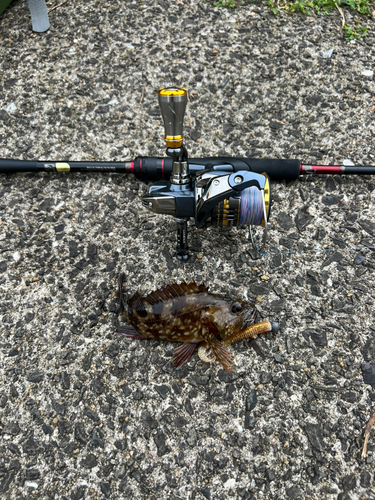 アラカブの釣果