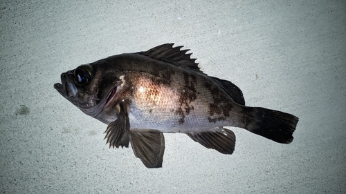 メバルの釣果