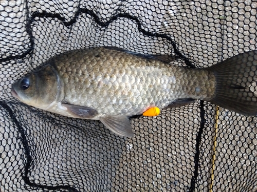 フナの釣果