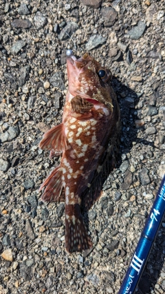 カサゴの釣果