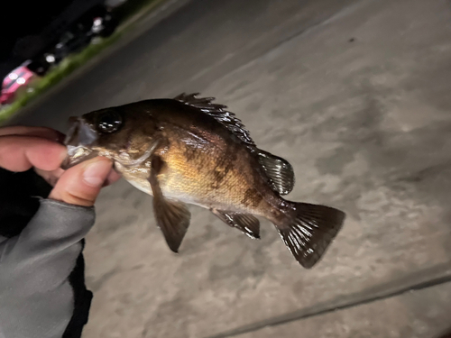 シロメバルの釣果