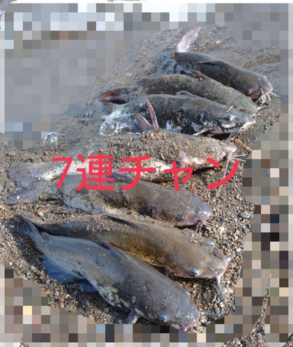 アメリカナマズの釣果