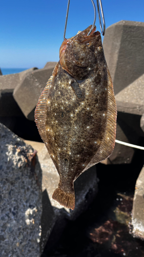 ヒラメの釣果