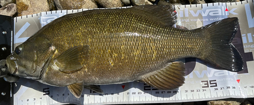 スモールマウスバスの釣果