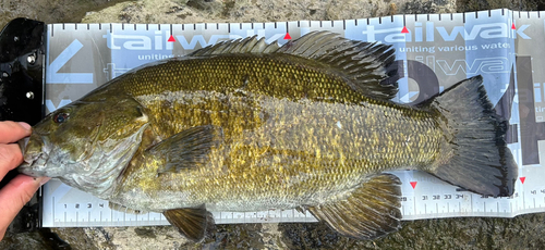 スモールマウスバスの釣果