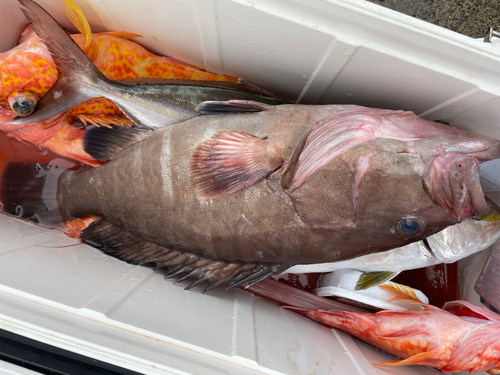 マハタの釣果