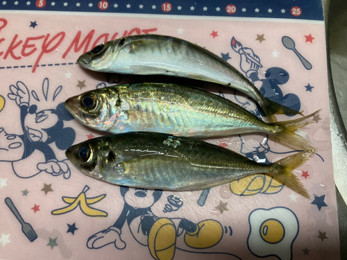 アジの釣果