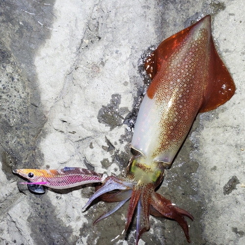 ケンサキイカの釣果