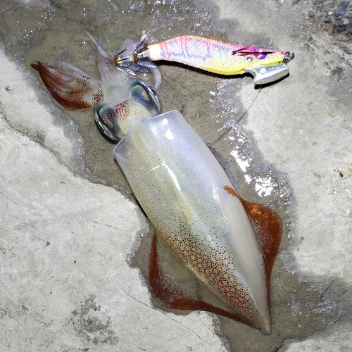 ケンサキイカの釣果