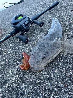 マゴチの釣果