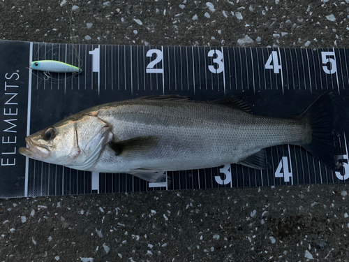 シーバスの釣果