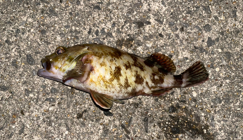 タケノコメバルの釣果