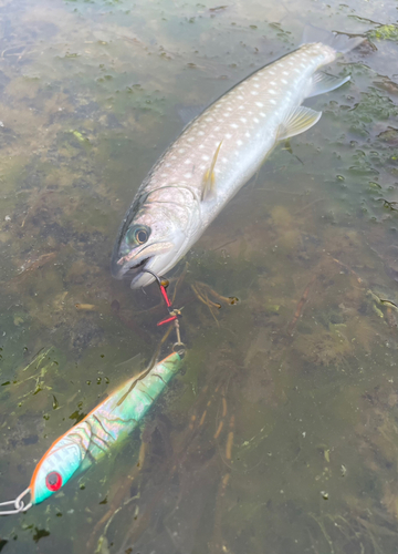 アメマスの釣果