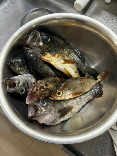 アオメバルの釣果