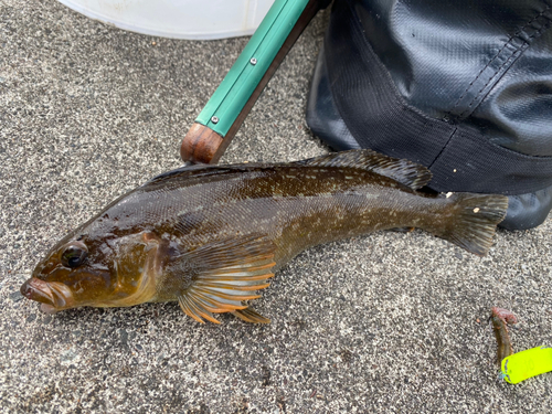 アブラコの釣果