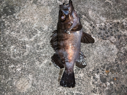 メバルの釣果