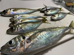 アジの釣果