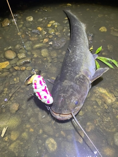 マナマズの釣果