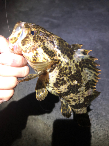 タケノコメバルの釣果