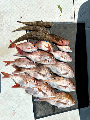 タイの釣果