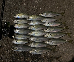 アジの釣果