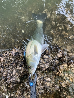 タイリクスズキの釣果