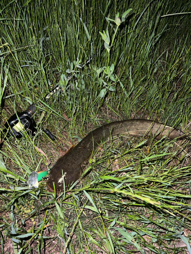 ナマズの釣果