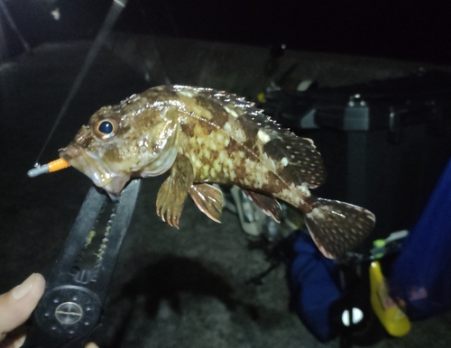 ガシラの釣果