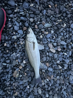 フッコ(ヒラスズキ)の釣果