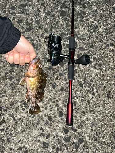 カサゴの釣果