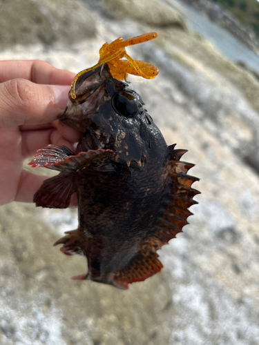 ムラソイの釣果