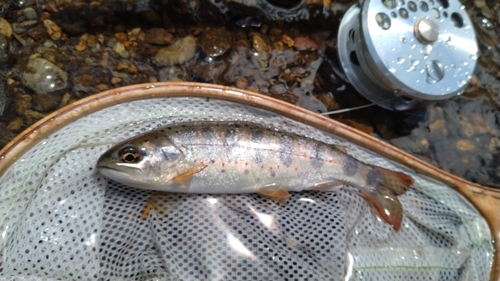 アマゴの釣果