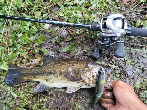 ブラックバスの釣果