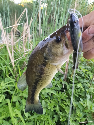 ブラックバスの釣果