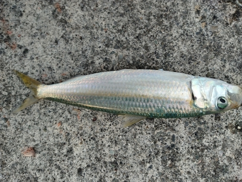 カタボシイワシの釣果