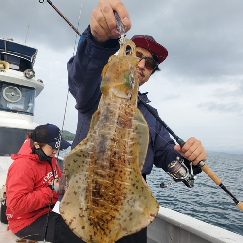 アオリイカの釣果