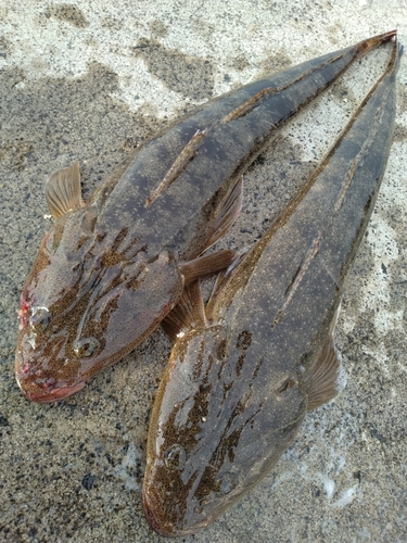 コチの釣果