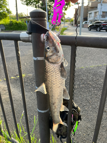 ニゴイの釣果