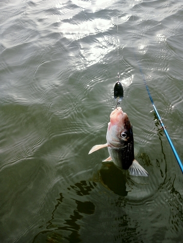 ニゴイの釣果