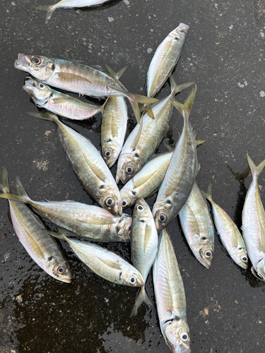 ロウニンアジの釣果