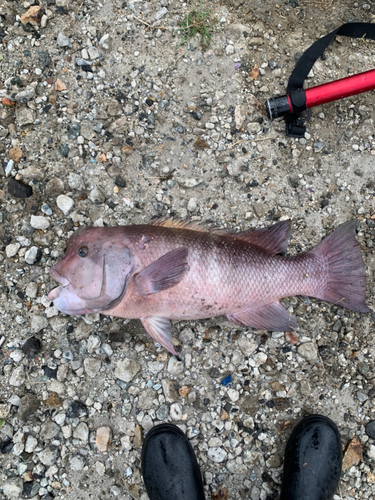 コブダイの釣果