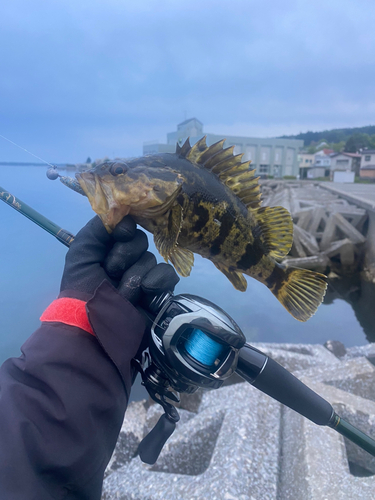 ベッコウゾイの釣果