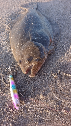 ヒラメの釣果